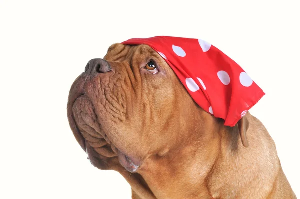 Επαιτεία σκυλί με κόκκινο φουλάρι — Φωτογραφία Αρχείου