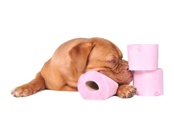 Pup met stapel pluizig wc-papier — Stockfoto