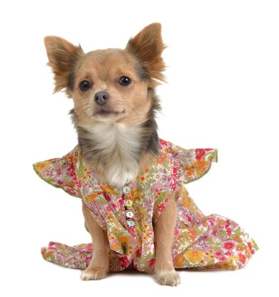 Chihuahua met landelijke stuye jurk — Stockfoto