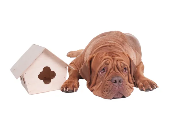 Cão grande com casa pequena — Fotografia de Stock