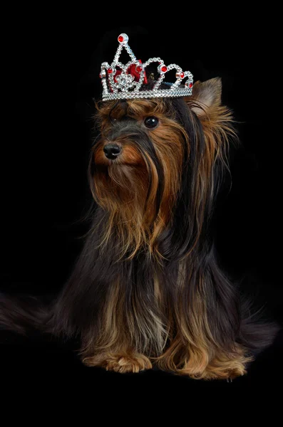 Royal hund med krona — Stockfoto