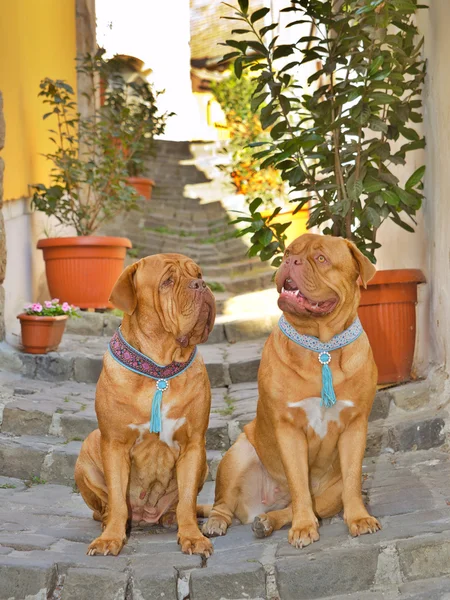 Собаки на вулиці — стокове фото
