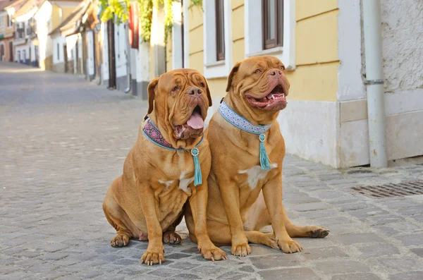 Собаки на улице — стоковое фото