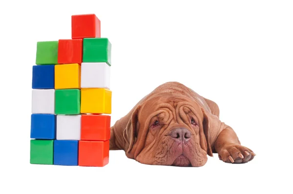 Hond met bouw kubussen — Stockfoto