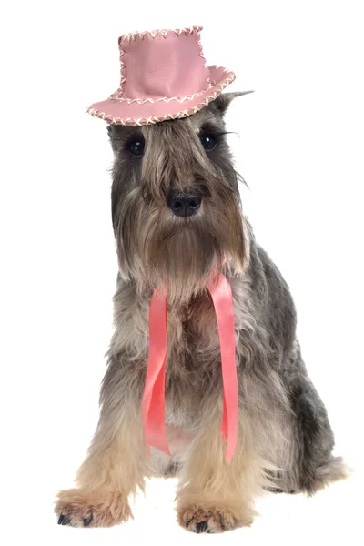 Gentlemen dog with hat and tie — Stock Photo, Image