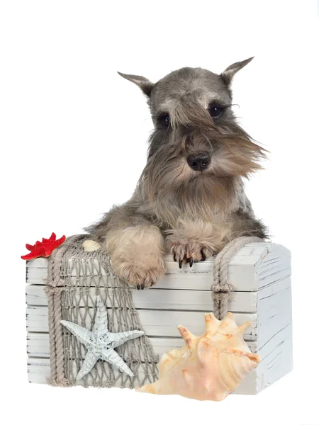 Dog with old treasure chest — Stock Photo, Image