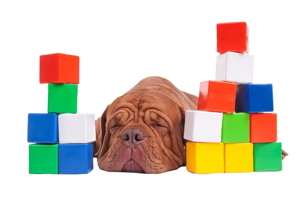 Hond builder — Stockfoto