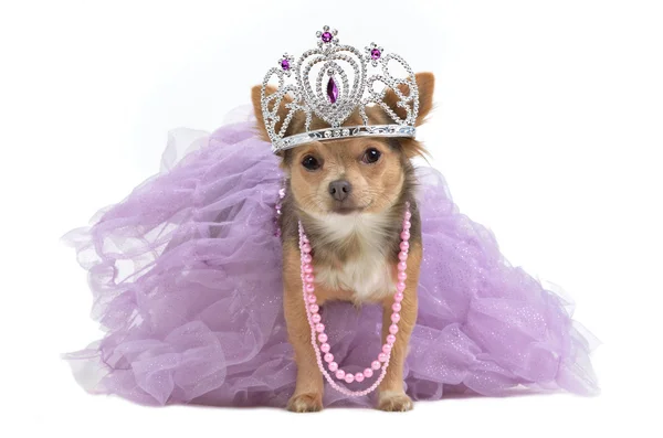 Koninklijke hond met kroon — Stockfoto