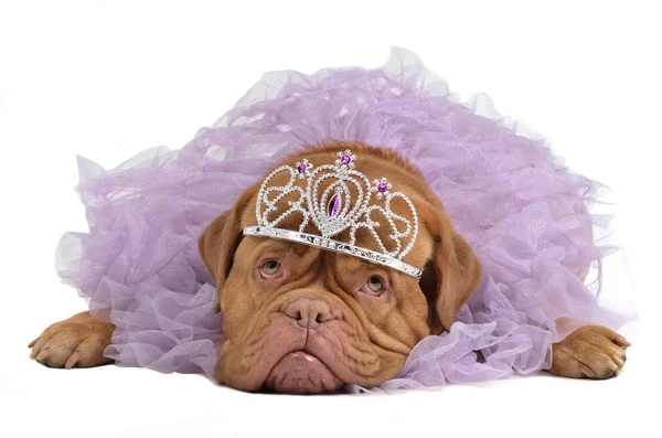 Королевская собака с короной — стоковое фото