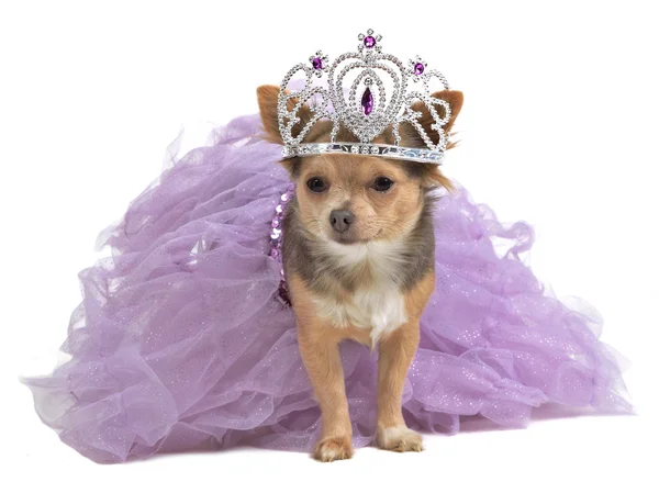 Prinses hond met diadema en jurk — Stockfoto