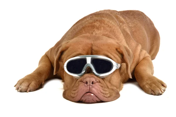 Duży pies w okularach — Zdjęcie stockowe