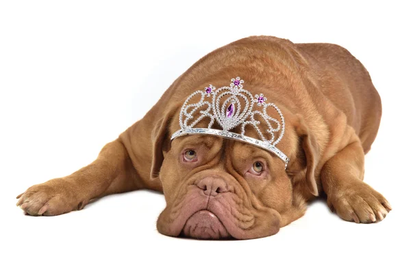 Sevimli köpek diadem — Stok fotoğraf
