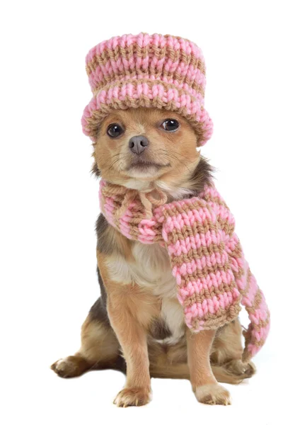 Chihuahua pup met sjaal en muts — Stockfoto