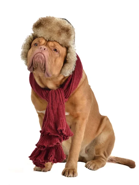 Cane che indossa cappello di pelliccia con paraorecchie e una sciarpa — Foto Stock