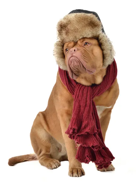 耳フラップとスカーフの帽子を持つ子犬 — ストック写真