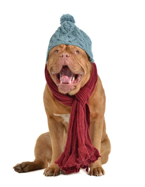 Ziewanie pies z kapelusz i szalik — Zdjęcie stockowe