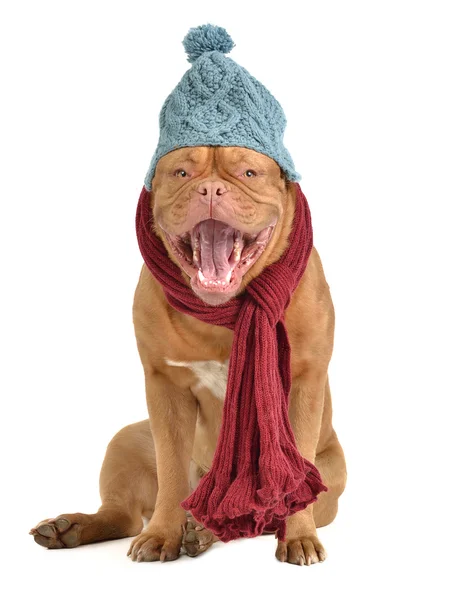 Štěkající pes s čepici a šálu — Stock fotografie