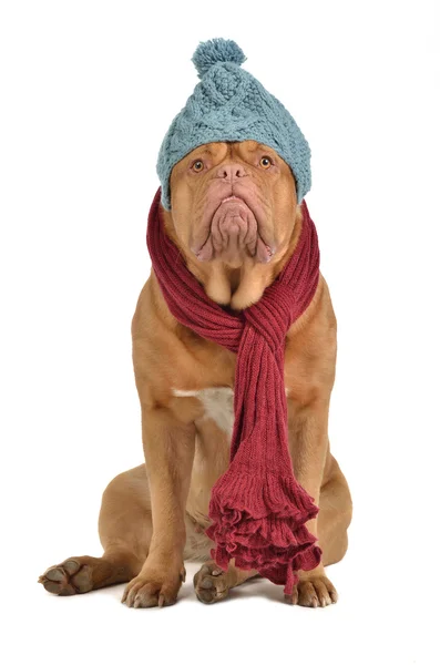 Cão de inverno com chapéu e cachecol — Fotografia de Stock