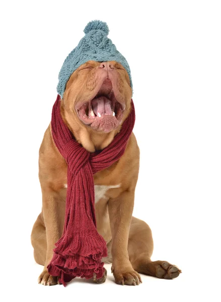 Γελοίο σκυλί με χειμωνιάτικα ρούχα — Φωτογραφία Αρχείου