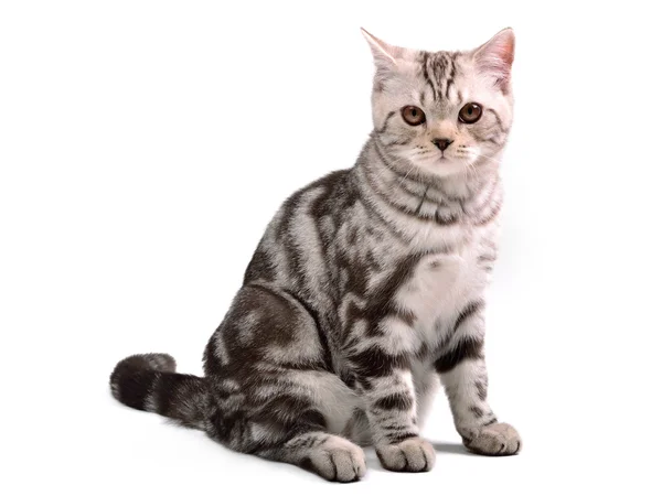 Skotský fold kotě sedící izolované — Stock fotografie
