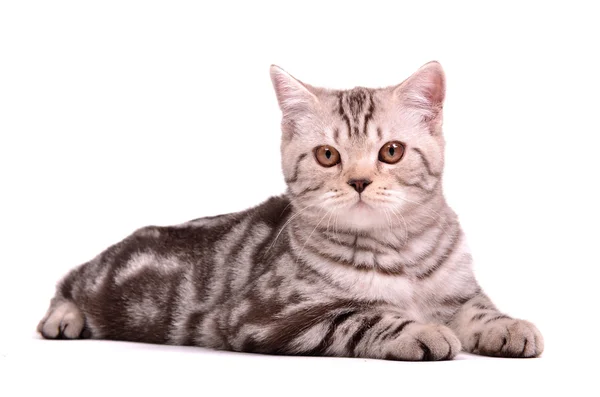Шотландська висловуха кошеня лежать, ізольовані — стокове фото