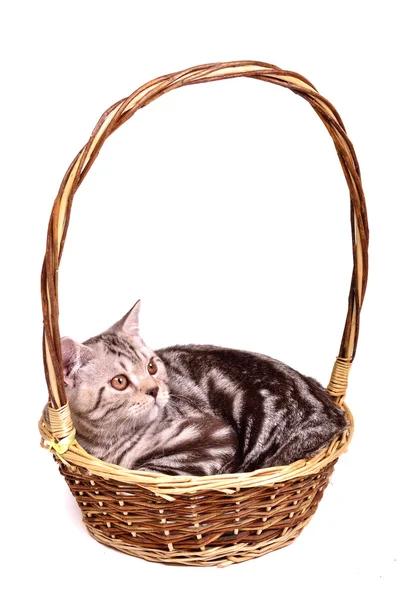 Scozzese piega gattino sdraiato in un cestino isolato — Foto Stock
