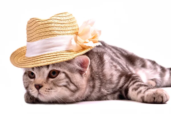 Szkocki zwisłouchy kotek sobie biały Słomkowy kapelusz na białym tle — Zdjęcie stockowe