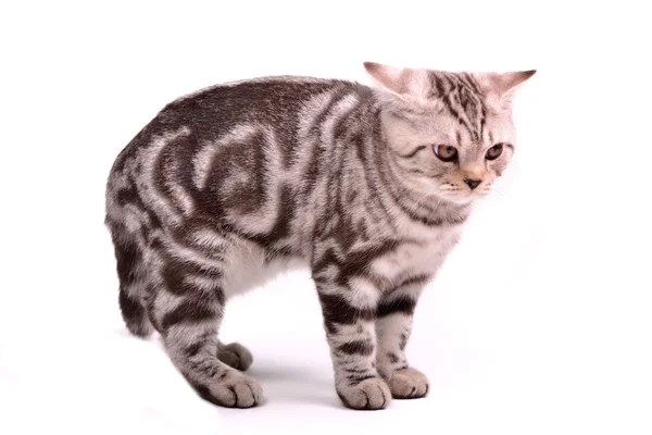 Φοβισμένος Σκωτσέζος διπλώνω γατάκι έχει καμπύλο ένα πίσω — Φωτογραφία Αρχείου