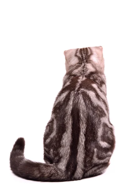 Escocés doblar gatito espalda sentado —  Fotos de Stock
