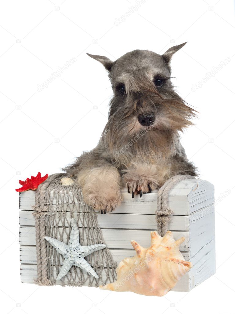 Dog with old treasure chest
