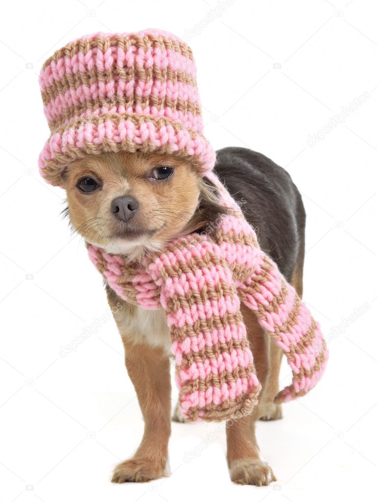 Chihuahua funnily dressed for cold weather