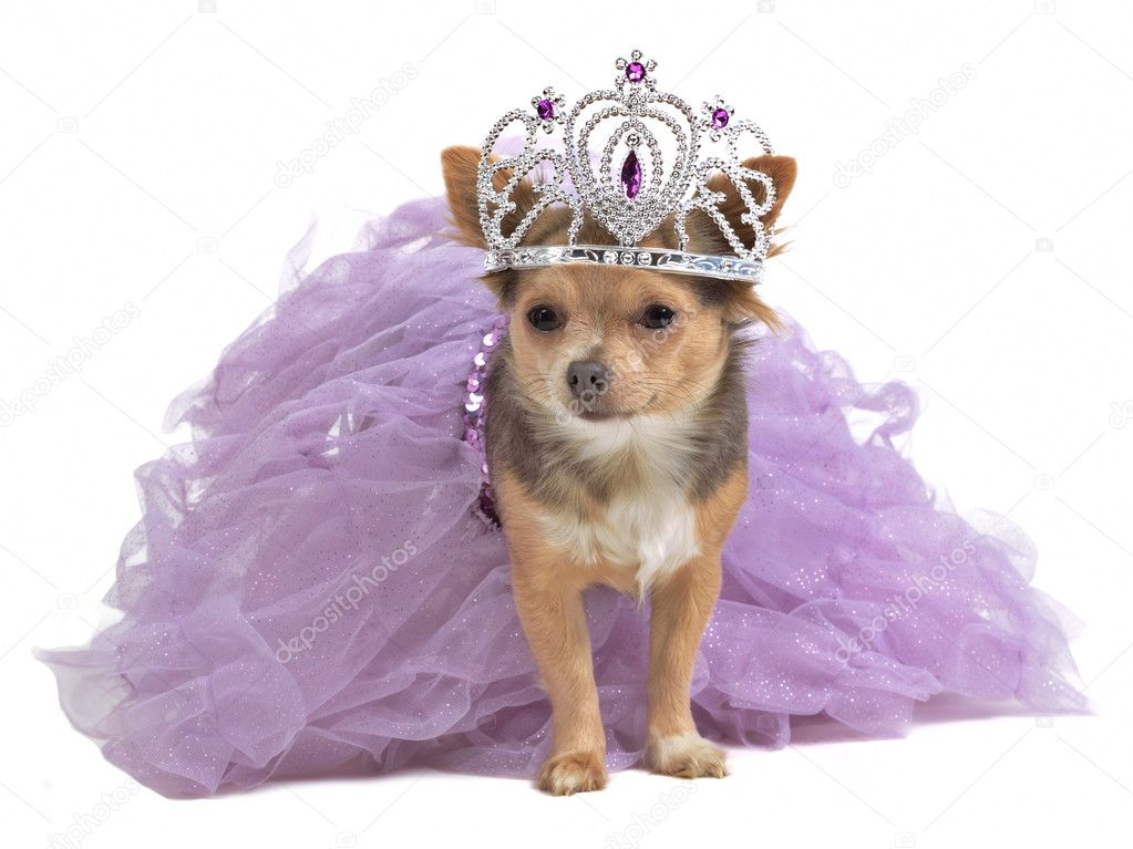 Princess dog with diadema and dress