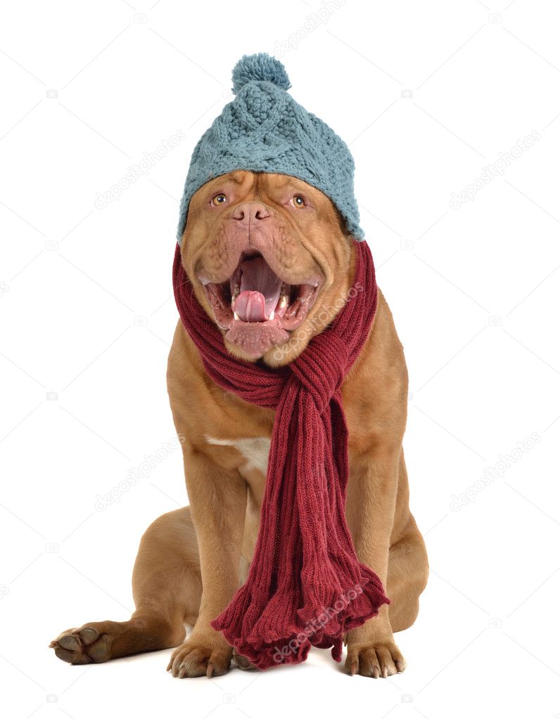Yawning dog with hat and scarf