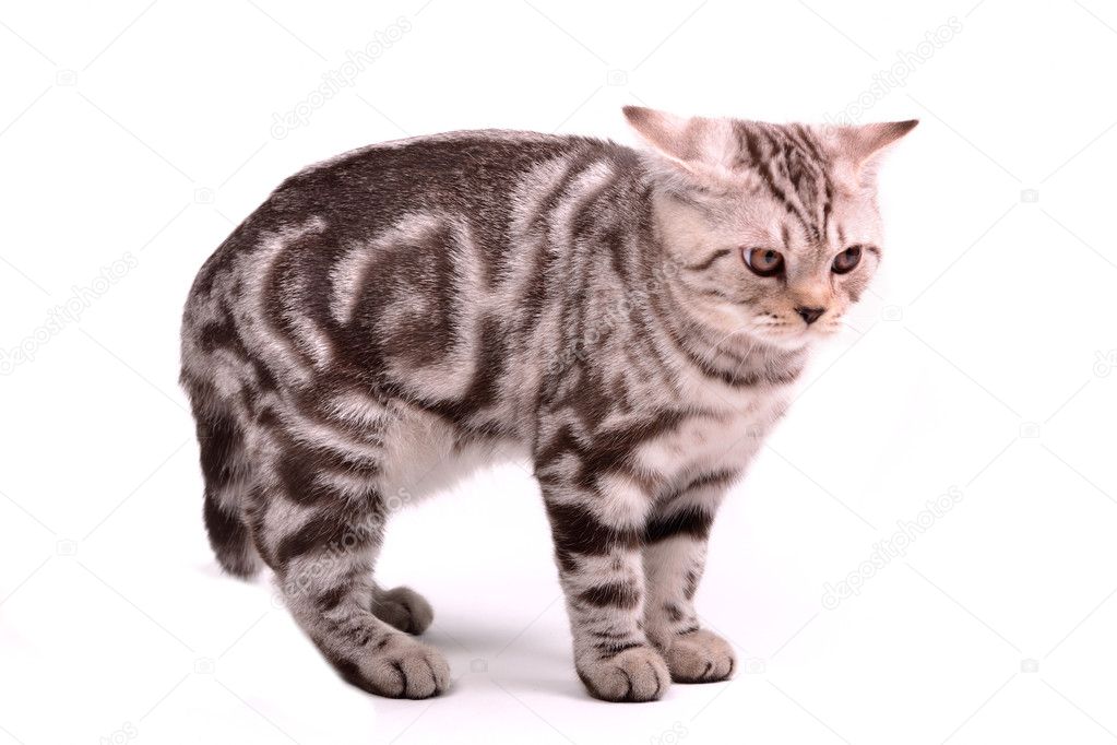 Frightened scottish fold kitten has curved a back