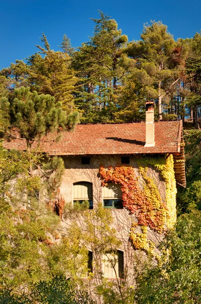 House ormandaki, İspanya — Stok fotoğraf