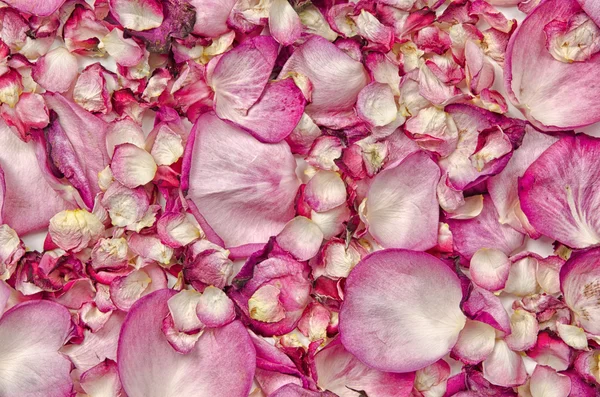 Pink rose petals — Stock Photo, Image
