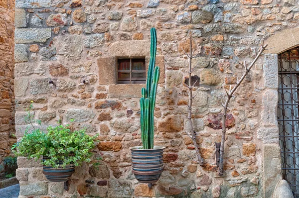 Flowers on the wall, Peratallada, Spain — Stock Photo, Image