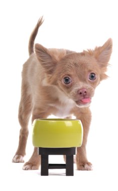 Cunning chihuahua puppy standing near bown with food isolated on white back clipart