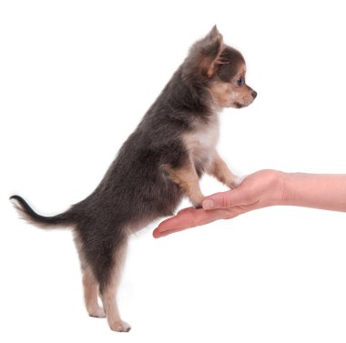 Cute chihuahua puppy standing on a woman's hand clipart