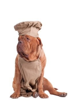 Dogue de bordeaux dressed like chef isolated on white background clipart