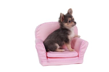 Cute chihuahua puppy sitting in pink comfortable armchair isolated on white clipart