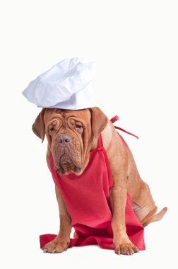Kırmızı önlük ve izole beyaz zemin üzerine beyaz chef şapka ile köpek