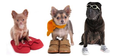 Three puppies with different footwear isolated clipart