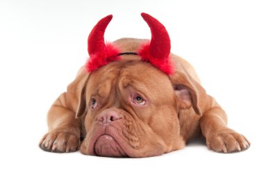 Dogue de bordeaux with red horns isolated on white background clipart