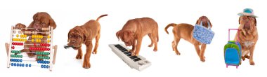 Different ages Dogue De Bordeaux Puppies in different occupations isolated clipart