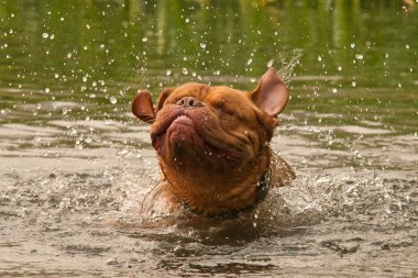 Dog of Dogue De Bordeaux breed dog shaking in forest lake clipart