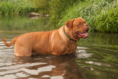 Genç dogue de bordeaux orman nehirde yüzmek olacak