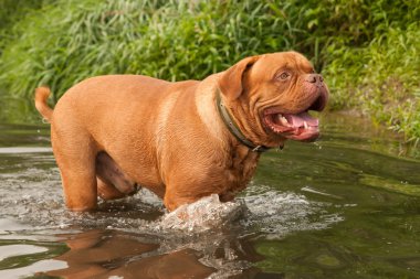 Happy Dogue De Bordeaux swimming in forest river clipart