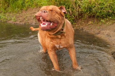 Wet huge dog having a good shake standing at the river bank clipart