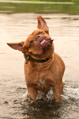 Wet dog of Dogue De Bordeaux breed dog shaking in water clipart